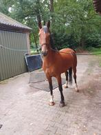 9 jarige KWPN merrie, Dieren en Toebehoren, Merrie, Recreatiepaard, 7 tot 10 jaar