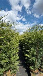 Cupr. leylandii haagconiferen in potgekweekt, Tuin en Terras, Planten | Struiken en Hagen, Ophalen of Verzenden, Conifeer