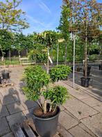 Prunus lusitanica tuinbonsai vormsnoei 175 cm, Halfschaduw, Overige soorten, Lente, 100 tot 250 cm