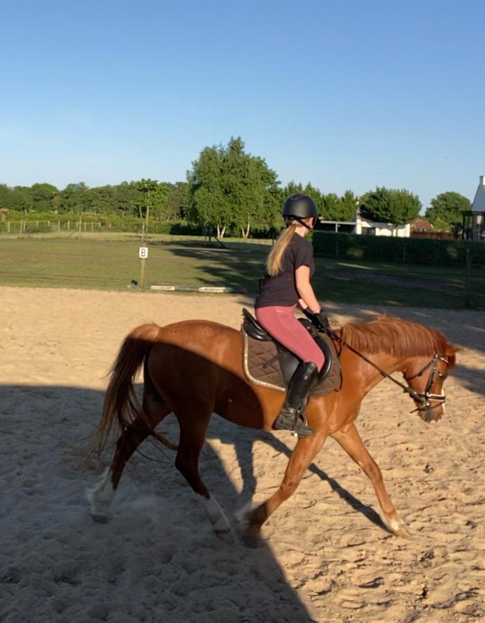 Allround c-pony te koop, Dieren en Toebehoren, Pony's, Ruin, B, C pony (1.27m tot 1.37m), Springpony, 11 jaar of ouder, Met stamboom