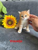 Brits/ britse korthaar kittens black golden shaded, Dieren en Toebehoren, Poes, Ontwormd, 0 tot 2 jaar