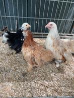 Cochin kriel hennen in verschillende kleuren 10-16 weken oud, Dieren en Toebehoren, Pluimvee, Vrouwelijk, Kip