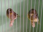 Koppel Glosters, Dieren en Toebehoren, Meerdere dieren, Postuurkanarie