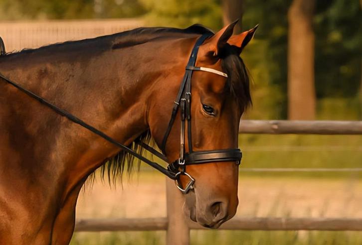 Zwart hoofdstel Premiere maat FULL, Dieren en Toebehoren, Paarden en Pony's | Hoofdstellen en Tuigage, Zo goed als nieuw, Dressuur