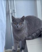 3 Britse Korthaar junior katten (7 maanden oud), Dieren en Toebehoren, Katten en Kittens | Raskatten | Korthaar, Poes