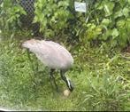 Jufferkraanvogels kweekpaar + jong 2025, Dieren en Toebehoren, Pluimvee, Meerdere dieren