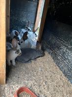 Te koop jonge lotharingen, Dieren en Toebehoren, Geslacht onbekend, Dwerg