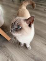 Hele lieve kat, Dieren en Toebehoren, Katten en Kittens | Overige Katten, Kater, 0 tot 2 jaar