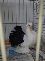 Noord Kaukasische postuurtuimelaars., Meerdere dieren, Tropenvogel, Geringd