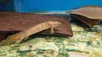 meerdere soorten roofvissen met korting, Dieren en Toebehoren, Vissen | Aquariumvissen, Vis, Zoetwatervis