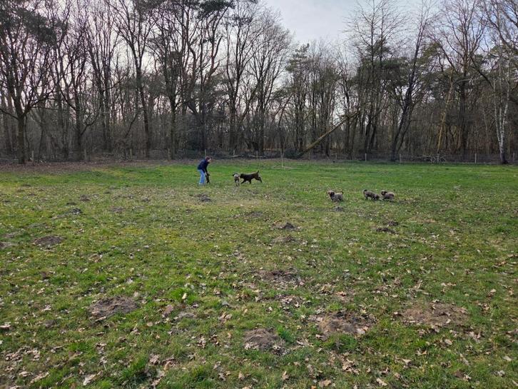 Honden opvang/oppas vakantie, Diensten en Vakmensen, Dieren | Honden | Verzorging, Oppas en Les, Particuliere oppas, Pension of Dagopvang