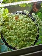 Drijfplantjes, Dieren en Toebehoren, Vissen | Aquaria en Toebehoren, Ophalen of Verzenden