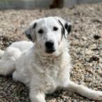 AIN: Nico, Rabiës (hondsdolheid), 1 tot 2 jaar, Buitenland, Eén hond