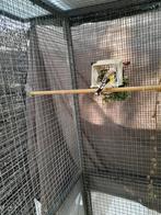 Parva putter 2025, Dieren en Toebehoren, Geslacht onbekend, Wildzangvogel, Geringd