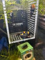 divereSulawesi Tylomelania Aquarium Slak, Slak of Weekdier