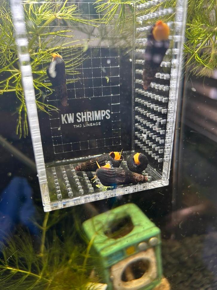 divereSulawesi Tylomelania Aquarium Slak, Dieren en Toebehoren, Vissen | Aquariumvissen, Slak of Weekdier