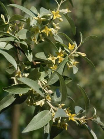 **GOEDKOOP** Elaeagnus angustifolia, Smalbladerige olijfwilg beschikbaar voor biedingen