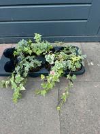 Hedera, Ophalen