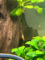 Oranje rili garnalen, Dieren en Toebehoren, Vissen | Aquariumvissen, Kreeft, Krab of Garnaal