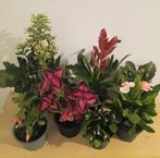 7 makkelijke bloeiende kamerplanten, Ophalen, Overige soorten, Halfschaduw, In pot