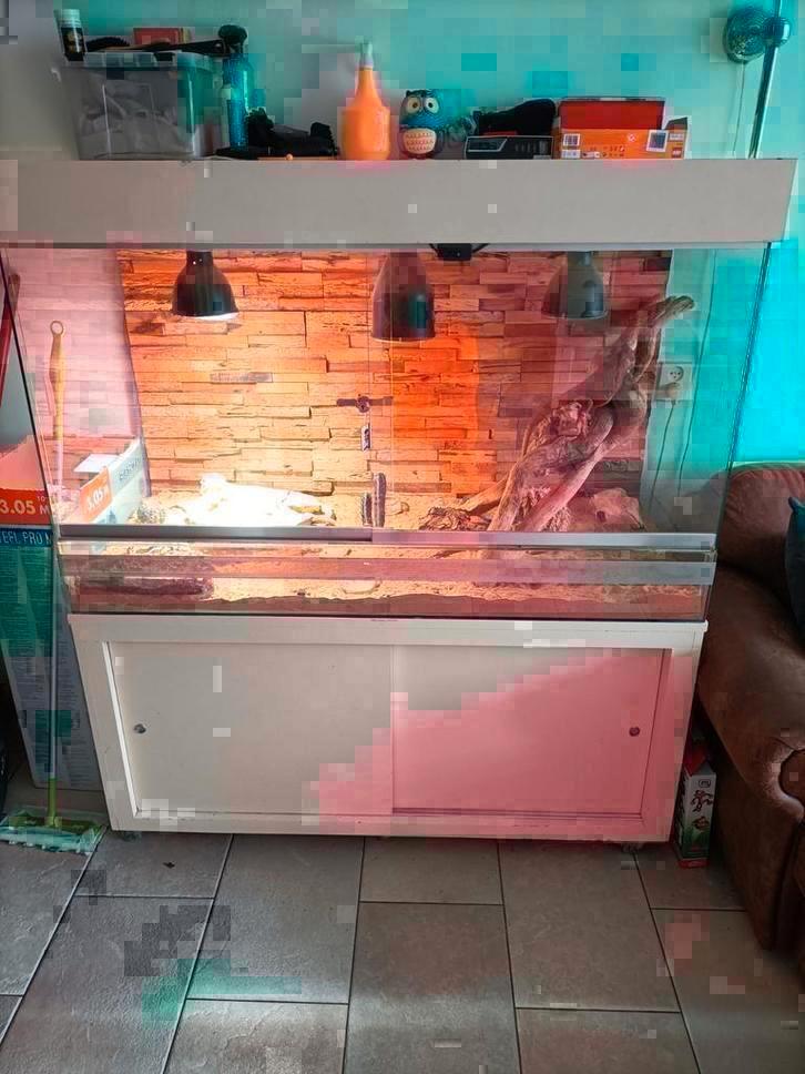Vrouwelijke baardagaam met terrarium ziet foto, Dieren en Toebehoren, Reptielen en Amfibieën, Hagedis