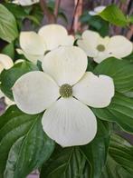 Cornus x Starlight / grootbloemige Cornoelje / witte bloemen, Lente, 250 tot 400 cm, Ophalen, Volle zon