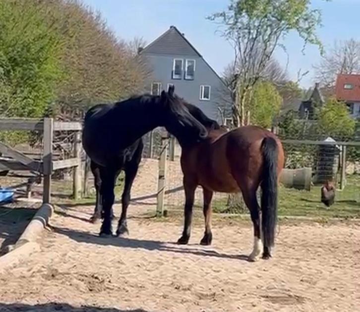 Vanaf 1 april plekje vrij op prachtige paddock paradise, Dieren en Toebehoren, Stalling en Weidegang, Stalling