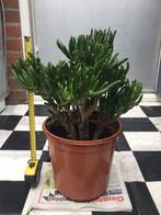 Grote Crassula Hobbits, Huis en Inrichting, Kamerplanten, Ophalen, Halfschaduw, Minder dan 100 cm
