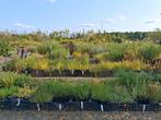 Heel veel Siergrassen op voorraad!! Pampas, pennisetum carex, Ophalen of Verzenden, Zomer, Siergrassen, Halfschaduw