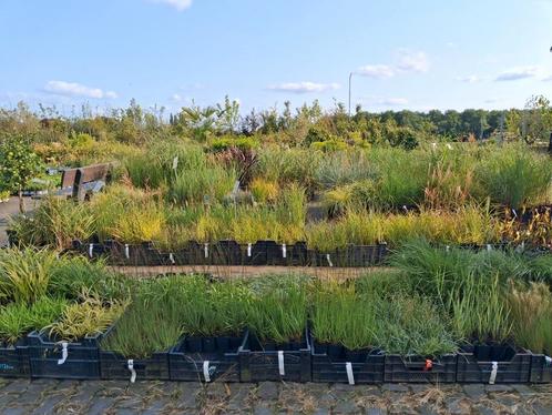 Heel veel Siergrassen op voorraad!! Pampas, pennisetum carex, Tuin en Terras, Planten | Tuinplanten, Siergrassen, Halfschaduw