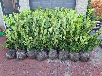 Laurierhaag - Prunus Rotundifolia in alle hoogtes leverbaar beschikbaar voor biedingen