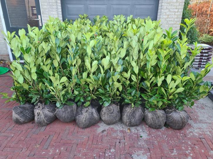 Laurierhaag - Prunus Rotundifolia in alle hoogtes leverbaar, Tuin en Terras, Planten | Struiken en Hagen, Haag, Laurier, 100 tot 250 cm