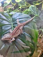 Nakweek gargoyle gekko (rode ouderdieren), Hagedis, Tam, 0 tot 2 jaar