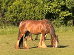 Mooie, lieve Tinker merrie, Dieren en Toebehoren, Paarden, Merrie, Recreatiepaard