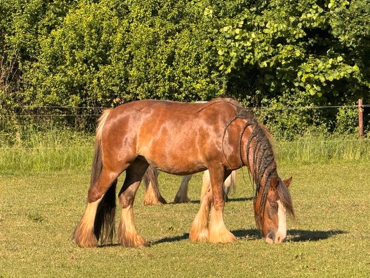 Mooie, lieve Tinker merrie, Dieren en Toebehoren, Paarden, Merrie, Recreatiepaard