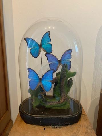 Opgezette vlinders in antieke stolpen. beschikbaar voor biedingen