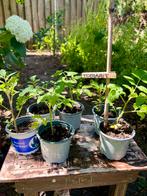 Biologische Tomatenplanten. Uit eigen moestuin.Tomaat, Tuin en Terras, Planten | Tuinplanten, Ophalen, Volle zon, Groenteplanten