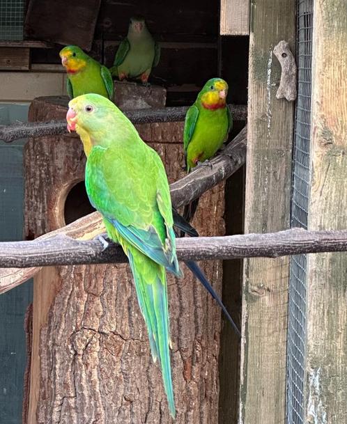 Barraband parkiet pop, Dieren en Toebehoren, Vogels | Parkieten en Papegaaien, Parkiet, Vrouwelijk
