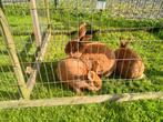 rode nieuw Zeelander rammen, Dieren en Toebehoren, Konijnen, Meerdere dieren, Dwerg
