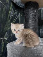 Britse korthaar kittens, Dieren en Toebehoren, Meerdere dieren, Ontwormd