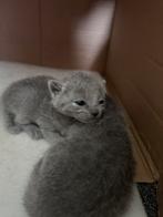 2 stamboom blauwe rus kittens te koop, Dieren en Toebehoren, Katten en Kittens | Raskatten | Korthaar, Meerdere dieren, Met stamboom