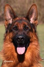 Duitse herder dekreu HD ED vrij IGP2 kkl, Dieren en Toebehoren, Rabiës (hondsdolheid), Reu, 1 tot 2 jaar, Meerdere