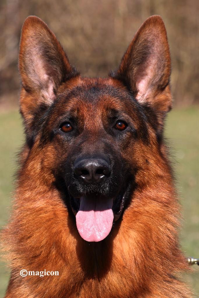 Duitse herder dekreu HD ED vrij IGP2 kkl, Dieren en Toebehoren, Honden | Herdershonden en Veedrijvers, Reu, Herder, Fokker | Hobbymatig