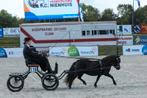 Verschillende NSPS pony's te koop. [NIEUW], Dieren en Toebehoren, Pony's, Merrie, A pony (tot 1.17m), Gechipt