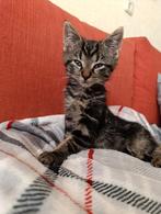 Ontzettend leuke kittens!!, Meerdere dieren, Ontwormd, 0 tot 2 jaar