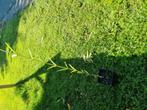 Verbena te koop, Tuin en Terras, Planten | Tuinplanten, Ophalen
