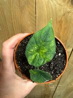 Alocasia platinum variegata plant aurea yellow lemon mint, Ophalen of Verzenden, Halfschaduw, Minder dan 100 cm