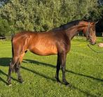 3 jarige prok merrie Las Vegas x Sandreo, Merrie, Dressuurpaard, 3 tot 6 jaar