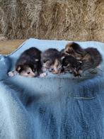 Lieve boerderij kittens om uit te zoeken!, Meerdere dieren, Kortharig, 0 tot 2 jaar
