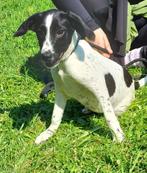 Freckles – kleine ster met een vrolijk hart, Particulier, Rabiës (hondsdolheid), 15 weken tot 1 jaar, Buitenland